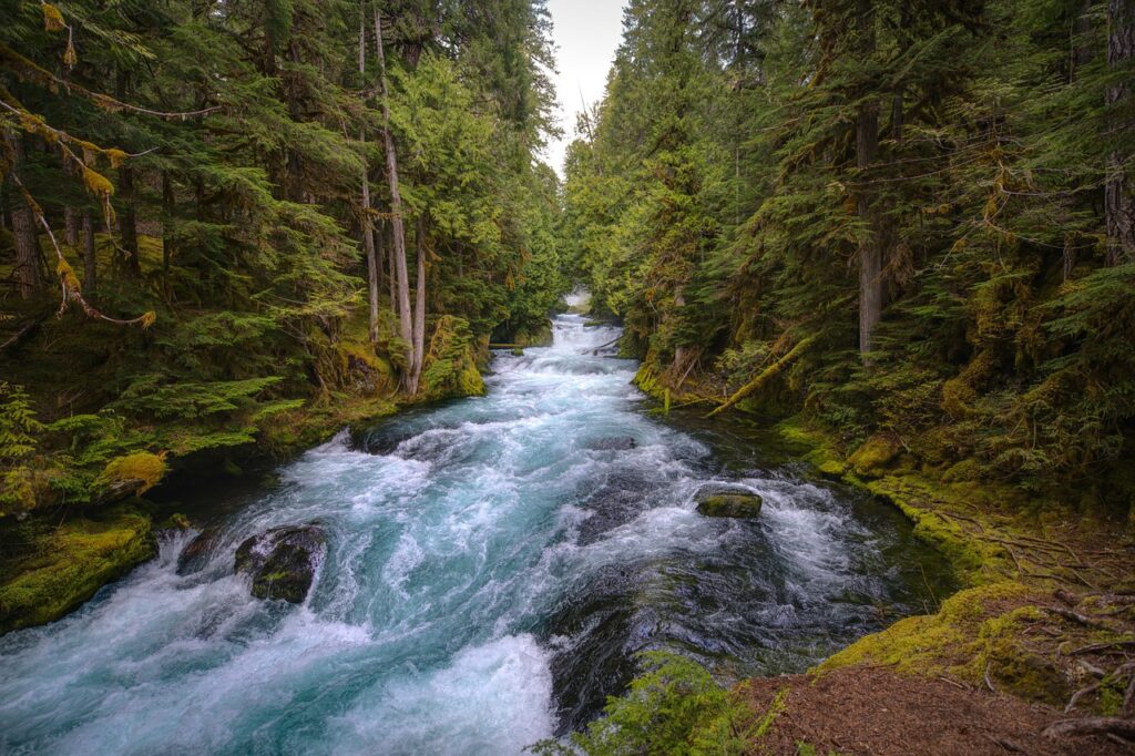 mckenzie river, central oregon, forest-5129717.jpg